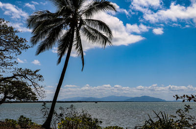 Low angle view of palm trees on beach