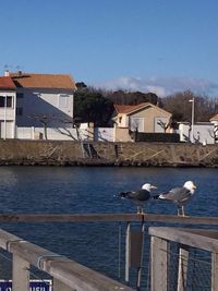 Seagulls flying over river