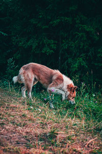 Full length of a dog running on field