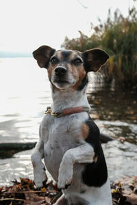 Dog looking away while sitting on land