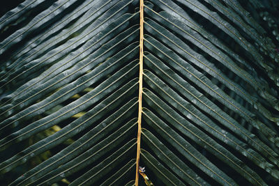 Full frame shot of palm leaf