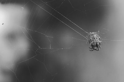 Close-up of spider on web