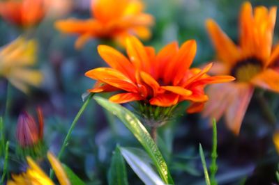 Close-up of flowers blooming outdoors