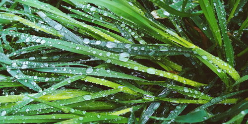 Full frame shot of wet leaves