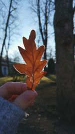 Close-up of hand holding maple leaves