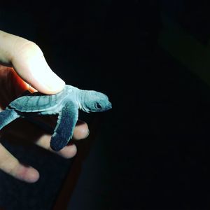 Close-up of hand holding turtle against black background
