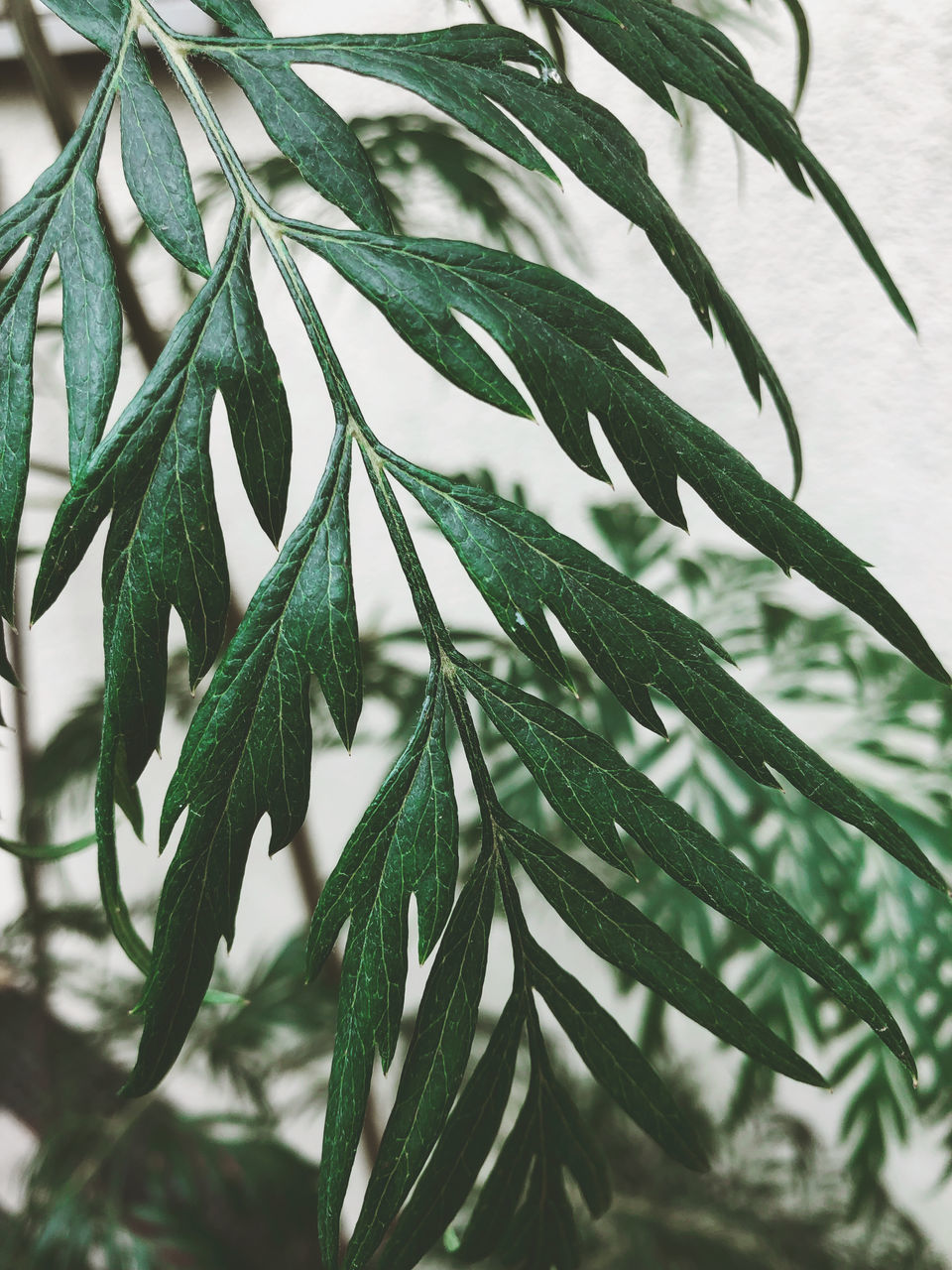 CLOSE-UP OF RAINDROPS ON PINE TREE LEAVES