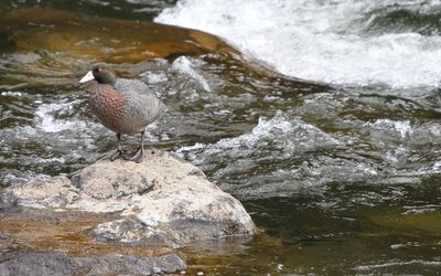 Blue duck perching on rock in river