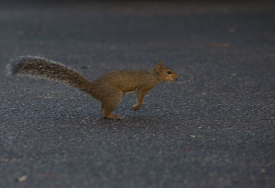 View of squirrel running on street