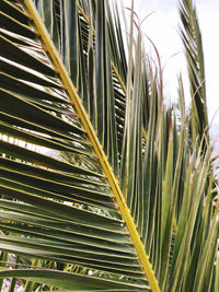 Close-up of palm trees against sky