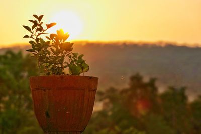 Close-up of potted plant on field against orange sky