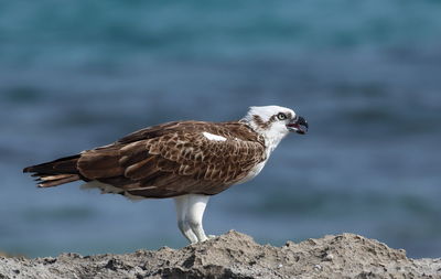 Close-up of eagle perching outdoors