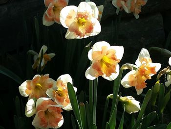 Close-up of daffodils blooming outdoors
