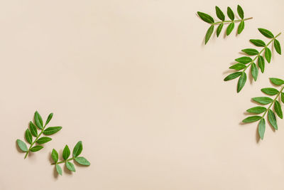 Close-up of potted plant against white background