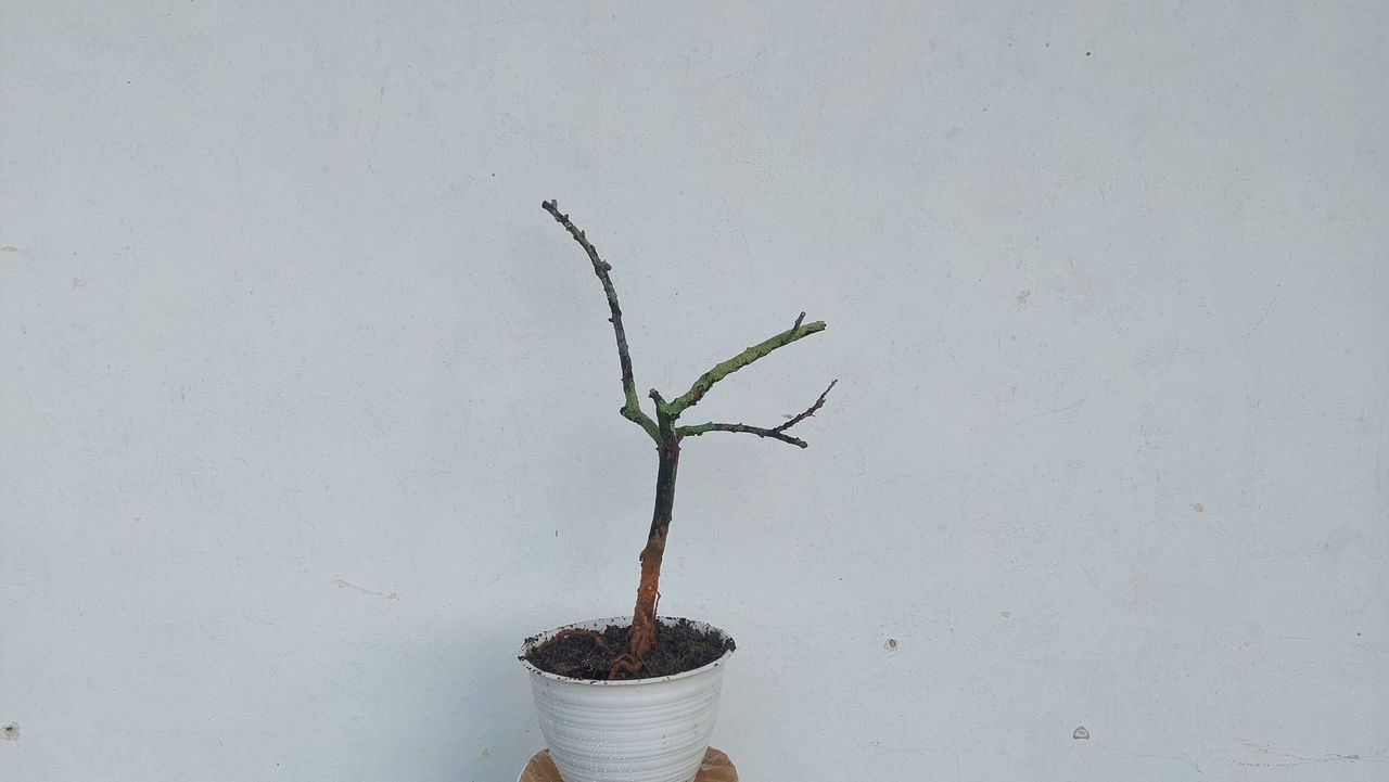 plant, growth, wall - building feature, no people, nature, potted plant, houseplant, branch, twig, flower, bonsai, outdoors, day, plant part, green, ikebana, leaf, flowerpot, tree