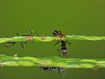 Black ants crawling on stem