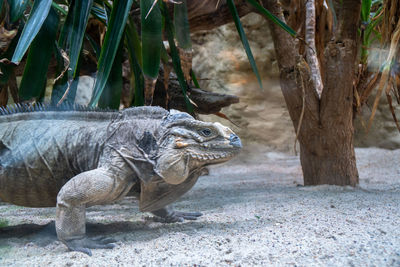 Side view of a turtle on ground
