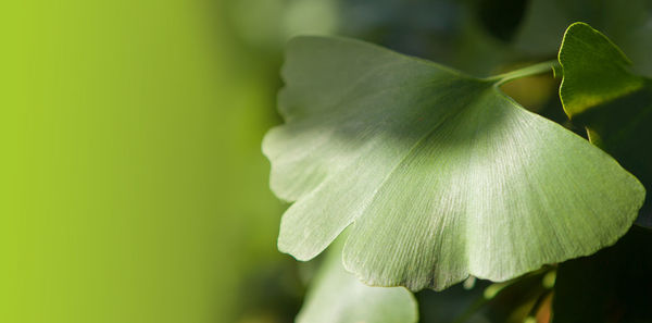 Close-up of green leaves on plant