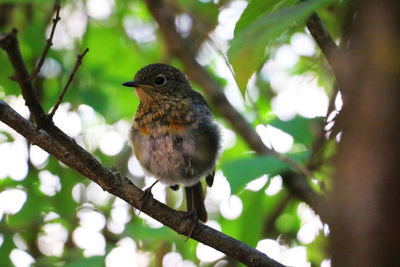 Low angle view of bird perching on tree