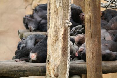Chimpanzees sleeping on wood at lisbon zoo