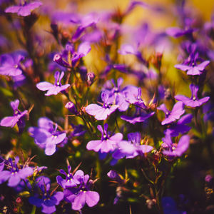 Close-up of purple flowering plants