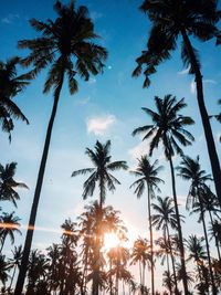 Low angle view of palm trees against sky during sunset