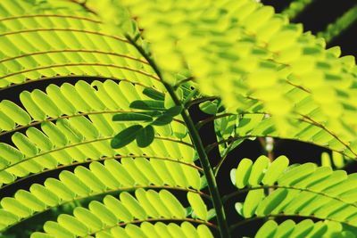 Close-up of fresh green plant