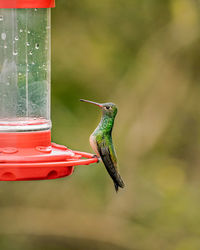 Close-up of bird flying