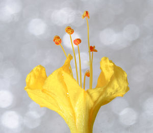 Close-up of yellow flower