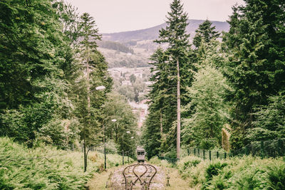 Scenic view of pine trees in forest