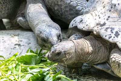 Close-up of tortoise