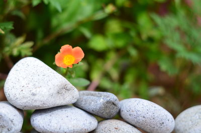 Close-up of pebbles on rock