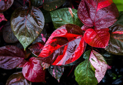 Close-up of wet red leaves on plant during rainy season