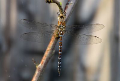 Close-up of dragonfly on twig