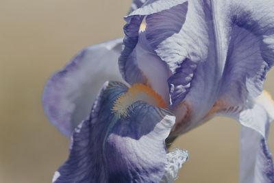 Close-up of peacock