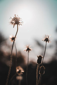 Close-up of wilted plant against sky