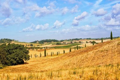 Scenic view of agricultural field against sky