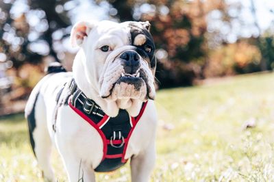 Close-up of dog english bull dog