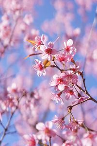 Close-up of pink cherry blossom