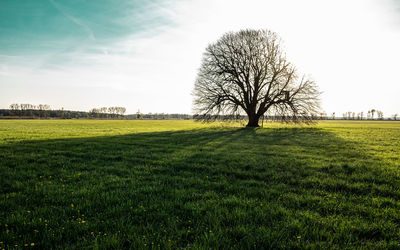 Bare tree on field against sky