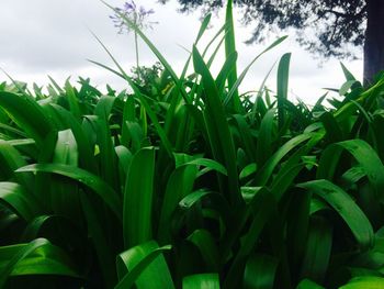 Close-up of fresh green field against sky