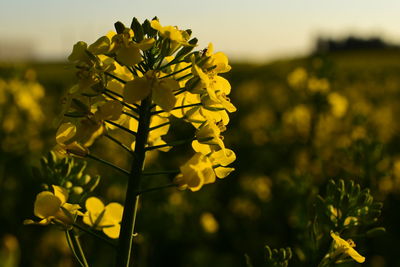 Close-up of yellow flowering plant in field