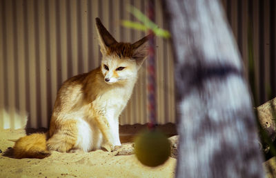 Cat in pen