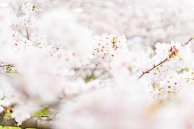 Close-up of white cherry blossom plant