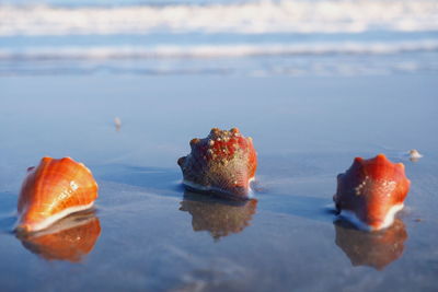 Close-up of fruit on beach
