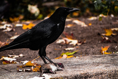 Close-up of bird perching on a land