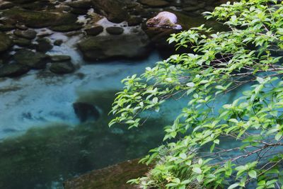 Close-up of rocks in water