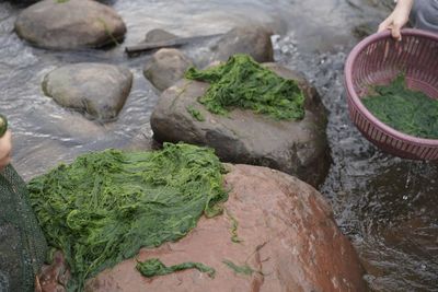 High angle view of fish on rocks