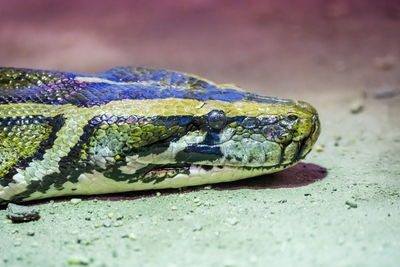 Close-up of snake at zoo