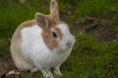 Rabbit on the backyard